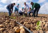 Inicio de la campa�a de recogida de la patata de La Puebla