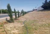 Plantaci�n en el talud de la Barriada Virgen de la Caridad